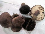 Tylopilus alboater image