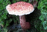 Suillus spraguei image