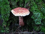 Suillus spraguei image