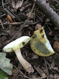 Boletus pallidus image
