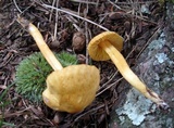 Humidicutis auratocephala image