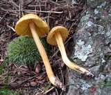 Humidicutis auratocephala image