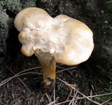 Cantharellus phasmatis image