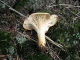 Cantharellus phasmatis image