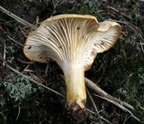 Cantharellus phasmatis image