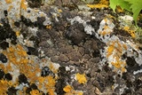 Clavascidium umbrinum image