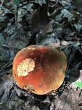 Boletus rufocinnamomeus image