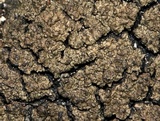 Clavascidium umbrinum image