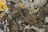 Clavascidium umbrinum image