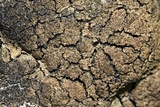 Clavascidium umbrinum image