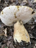 Tylopilus rubrobrunneus image