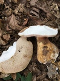 Tylopilus rubrobrunneus image