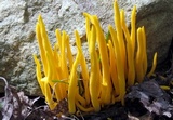 Clavulinopsis fusiformis image