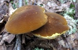 Xanthoconium affine image