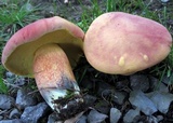 Boletus pallidoroseus image