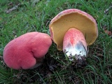 Boletus pallidoroseus image