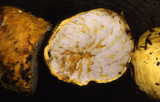 Truncocolumella citrina image
