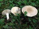Lactarius subvernalis var. cokeri image