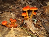 Hygrocybe reidii image