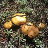 Suillus kaibabensis image