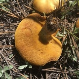 Suillus kaibabensis image