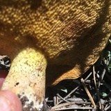 Suillus kaibabensis image