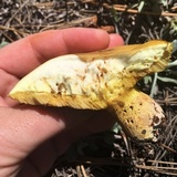 Suillus kaibabensis image