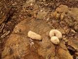 Xylaria poitei image