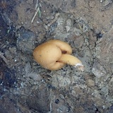 Macrocystidia reducta image