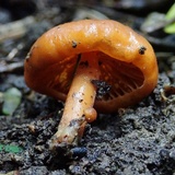 Macrocystidia reducta image