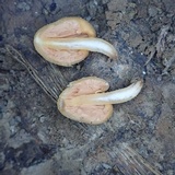 Macrocystidia reducta image