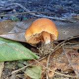 Macrocystidia reducta image