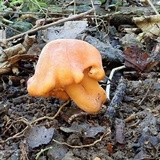 Macrocystidia reducta image