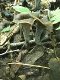 Craterellus fallax image