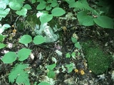 Cantharellus ignicolor image