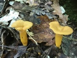 Cantharellus ignicolor image