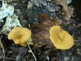 Cantharellus ignicolor image