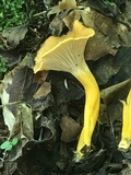 Cantharellus ignicolor image
