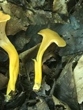 Cantharellus ignicolor image