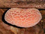 Rhodotus palmatus image