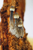 Mycena abramsii image
