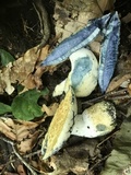 Gyroporus cyanescens image