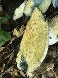 Gyroporus cyanescens image