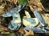 Gyroporus cyanescens image