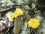 Cantharellus enelensis image