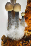 Mycena abramsii image