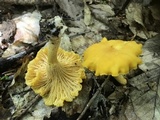 Cantharellus enelensis image