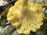 Cantharellus enelensis image