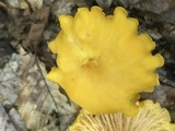 Cantharellus enelensis image