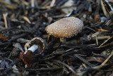 Psathyrella pennata image